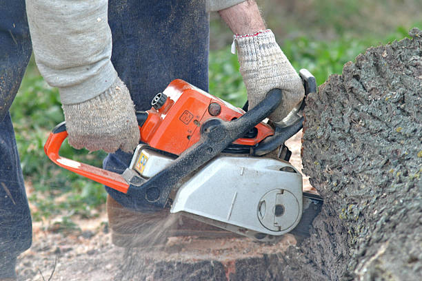 Best Leaf Removal  in Plano, KY